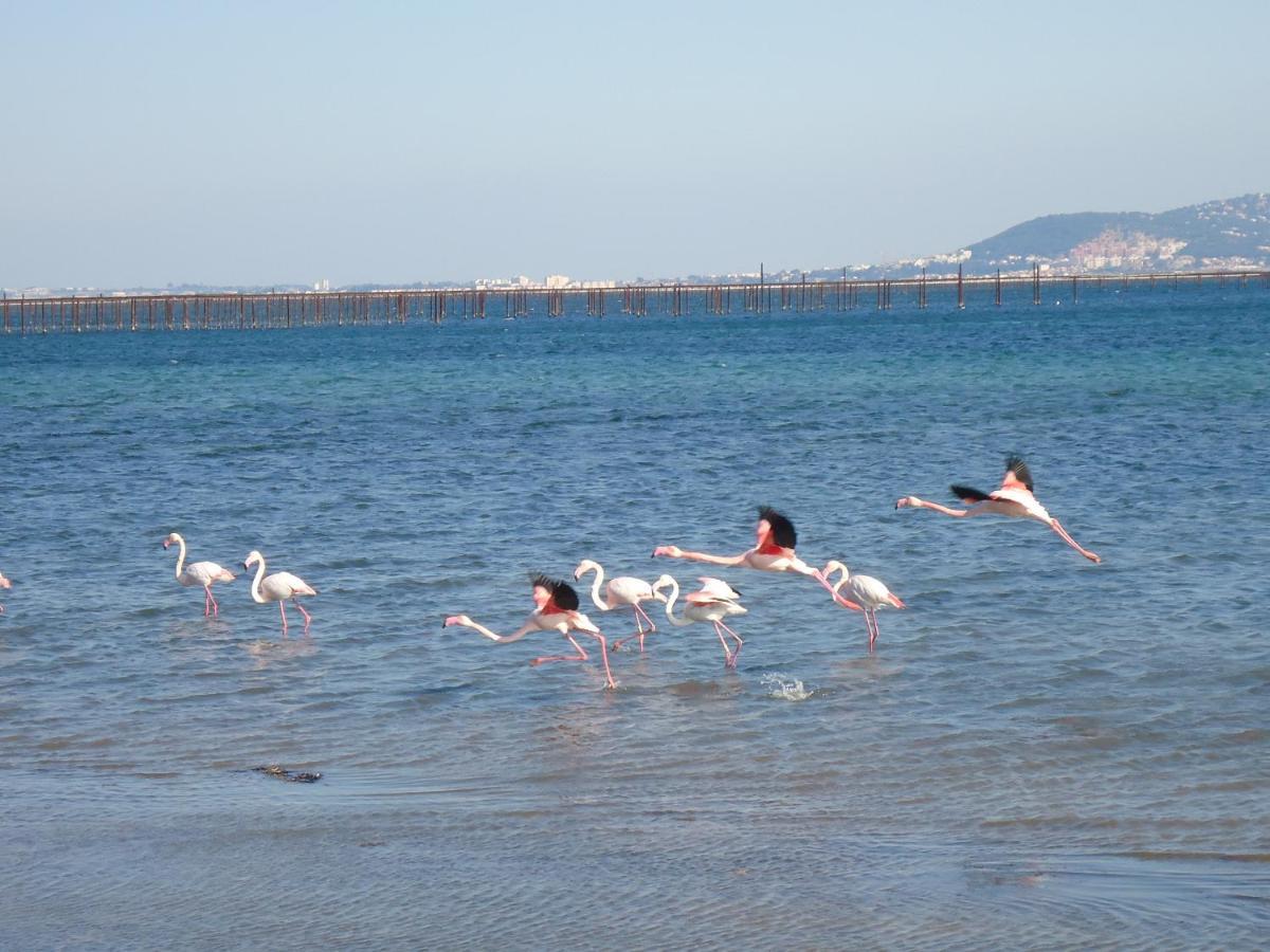 Au Bord De Thau Bed & Breakfast Marseillan  Dış mekan fotoğraf