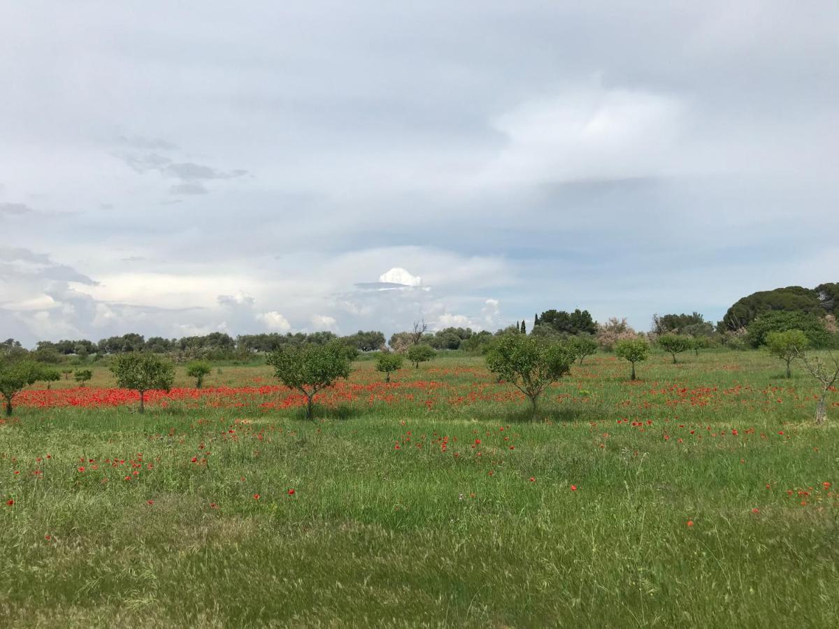 Au Bord De Thau Bed & Breakfast Marseillan  Dış mekan fotoğraf